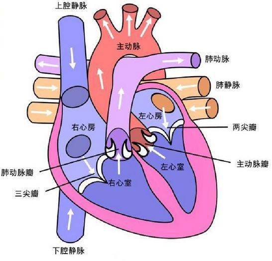 心脏泵血示意图(白色箭头为血流方向)