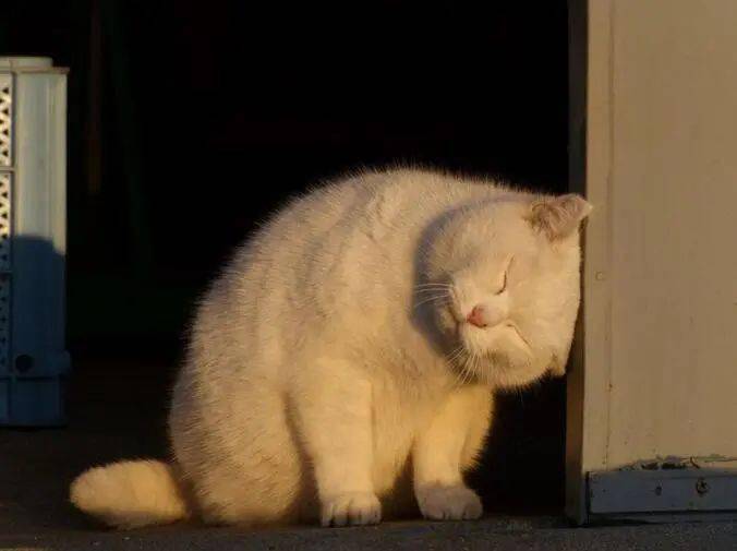 胖胖的可爱大猫咪,个头都不小!