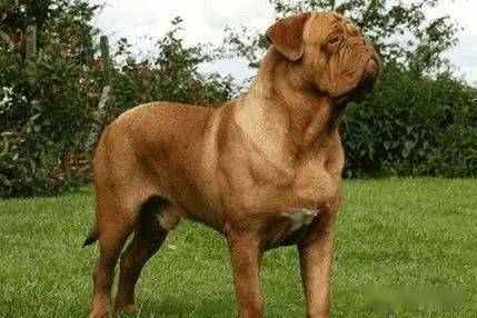 法国波尔多獒犬佛兰德斯牧牛犬牛头獒犬罗威纳犬杜宾犬英国马士提夫犬