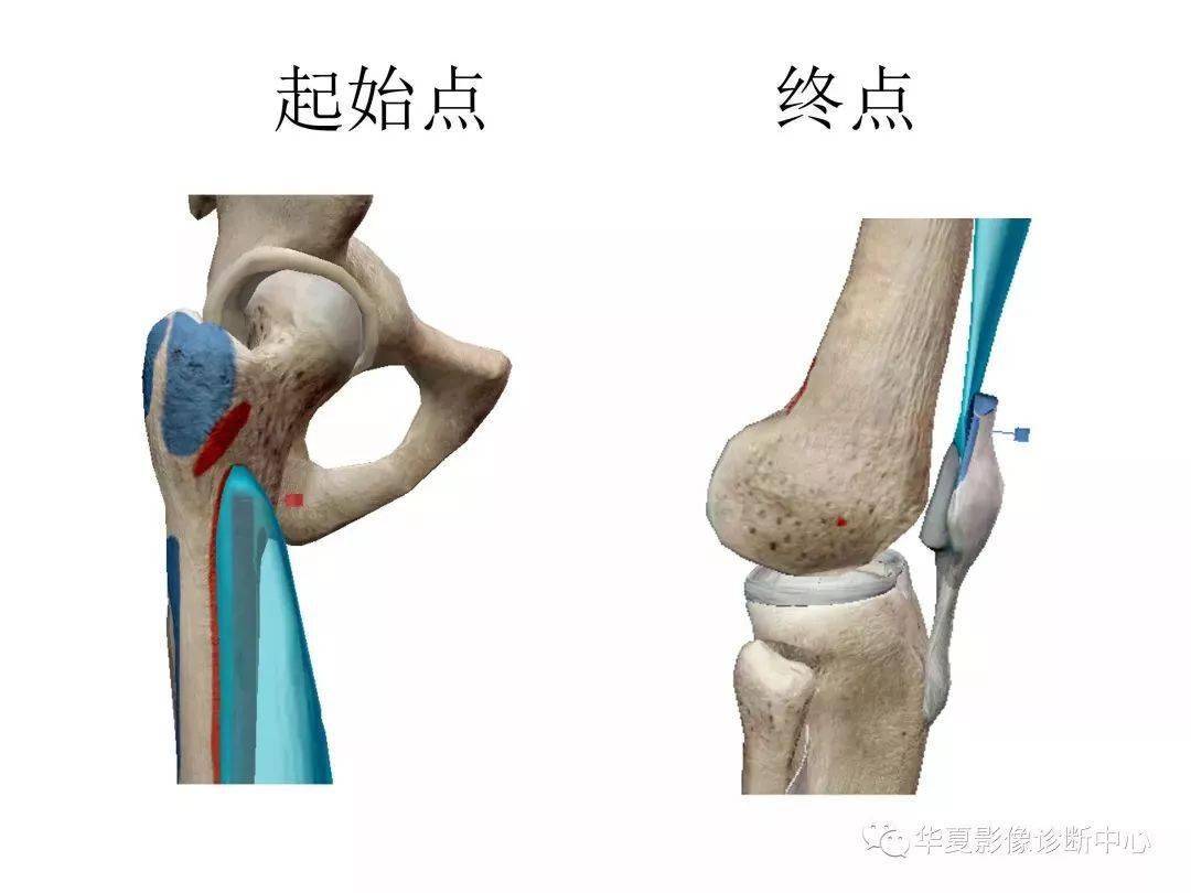 由股骨内,外侧髁和胫骨内,外侧髁以及髌骨构成,为人体最大且构造最