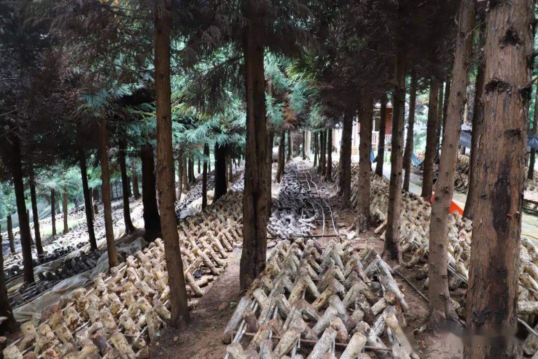 平坝经济总量_平坝樱花图片(2)