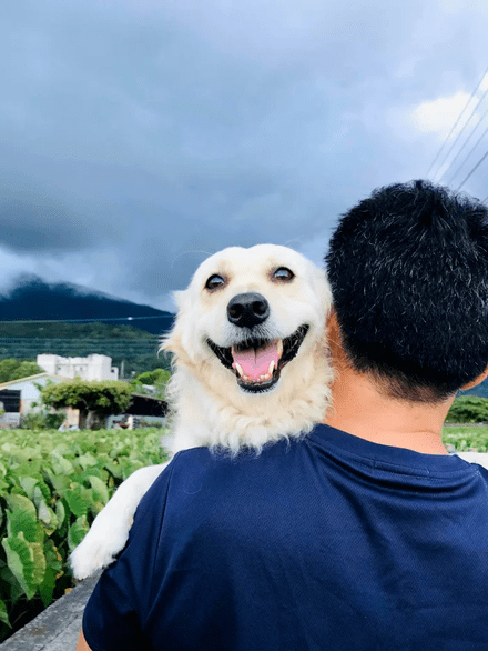 如何拥有一只狗 8d7d7448e44e45f6b06aadab4f815ad8.png