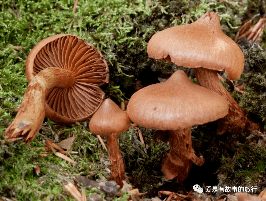 蘑菇排名_蘑菇卡通图片