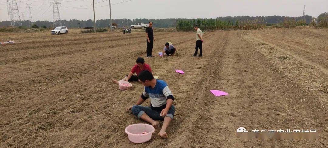 睢县农业农村局引导农民田里打响"金蒜盘"_大蒜