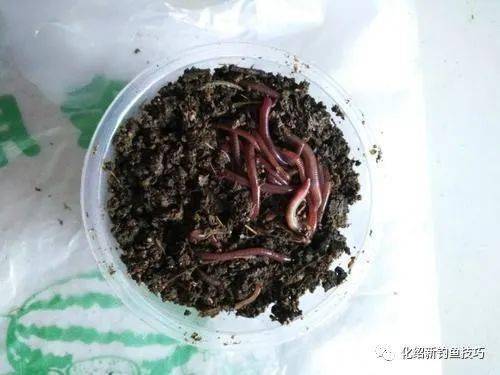 夏天用什么饵料合适 424eac6e33d941bbadd9fb890f996a49.jpeg