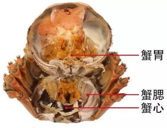 剥开蟹壳就,左右两边对称的即为 蟹鳃,是螃蟹的呼吸器官;蟹心在 蟹膏