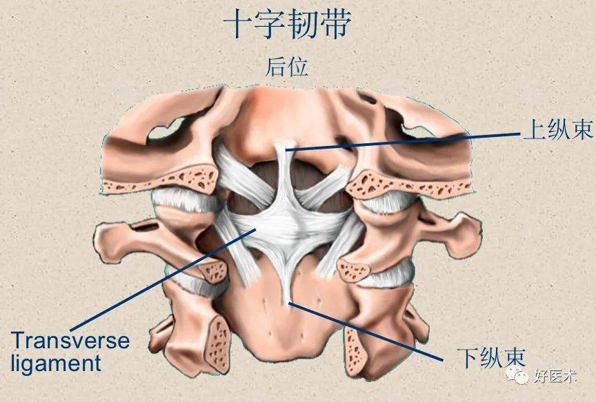 在椎骨前面的是前纵韧带,上连枕骨大孔前缘,下达骶骨(s1或2)前面,紧贴