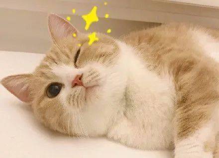 猫图片大全100种 b97dae475e1b4e58b8902d786fbd15ef.jpeg