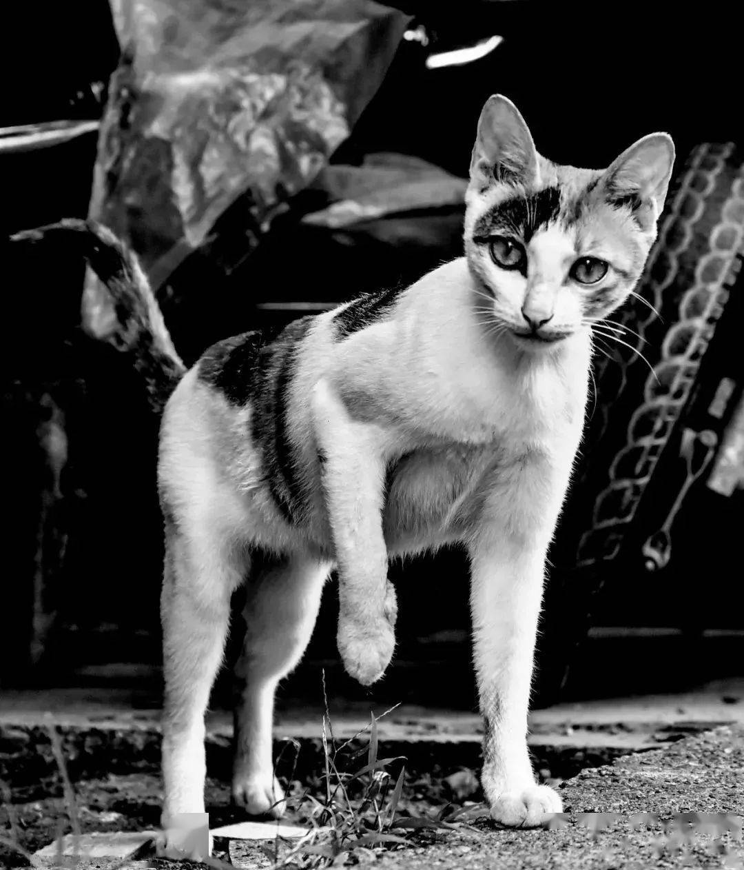 在大街上脏流浪流浪猫的肖像图片免费下载-5028275718-千图网Pro