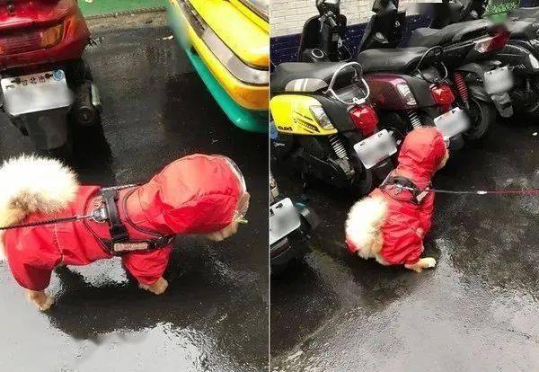 暴雨|脸肉溢出，萌翻网友载狗突淋暴雨！松狮急穿“儿童雨衣”