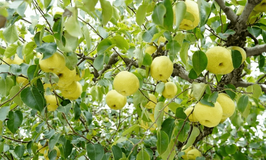 金黄的砀山酥梨,挂在丰收的大梨园里!