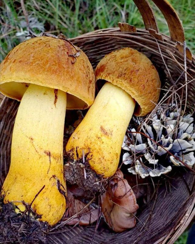 因为整个雨季云南人都有野生菌吃!