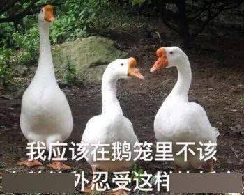 408e36a525514ad98408406307606d90.jpeg