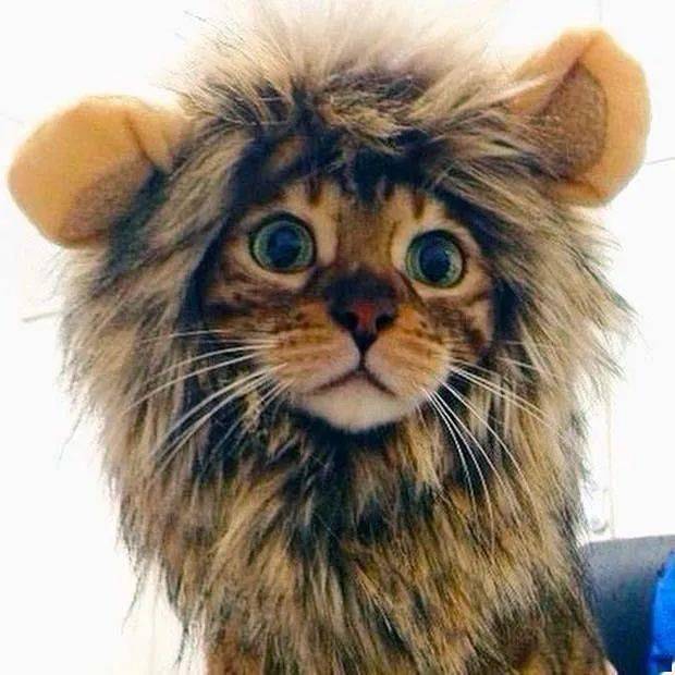 头戴狮子鬃毛的可爱猫咪们