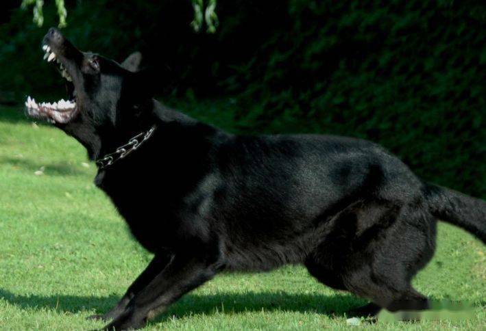 世界排名前50的纯黑东德牧羊犬
