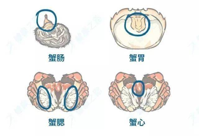 【健康章丘】螃蟹虽味美,四个部位不能吃!如何挑选食用看这里