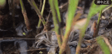 阳澄湖|什么是好吃的大闸蟹！咬一口“biu~”爆膏流黄15年老蟹农告诉你