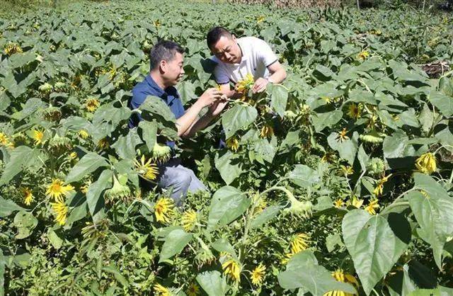 "4组村民詹昌福高兴地说.