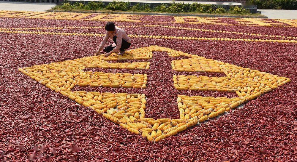 鱼台县辣椒玉米摆出丰收图案红红火火庆国庆