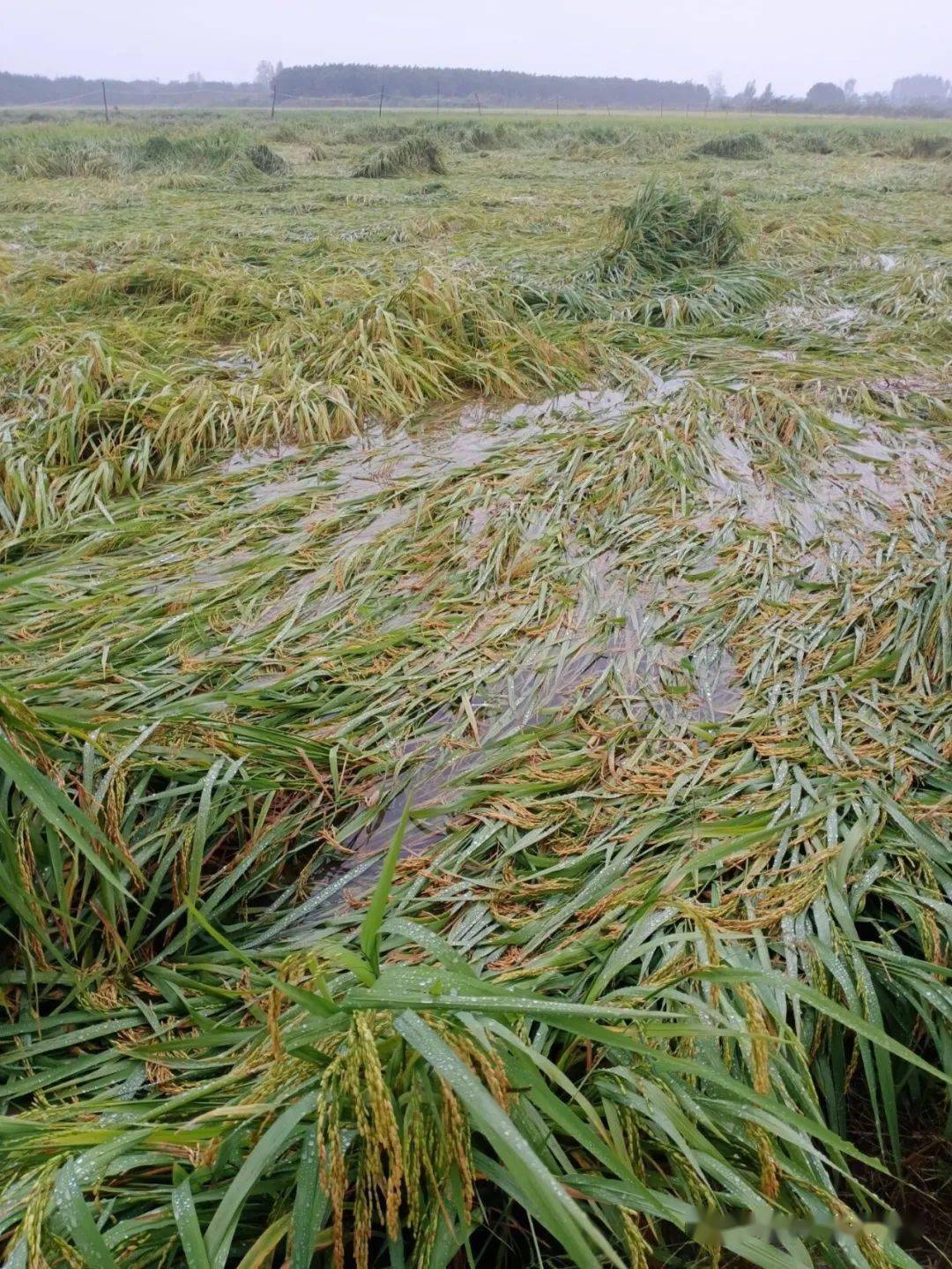 洪灾过后又逢连绵秋雨,朱湖抢救倒伏水稻