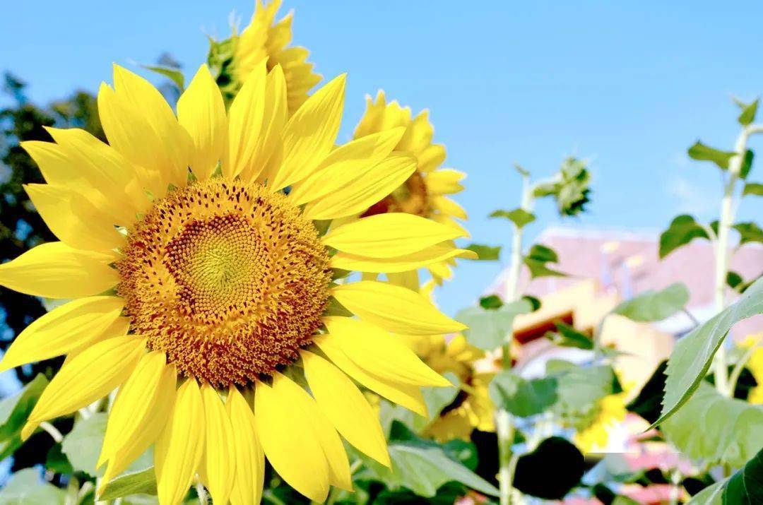 592f0d4281f349e3a66444472c9403ef.jpeg
