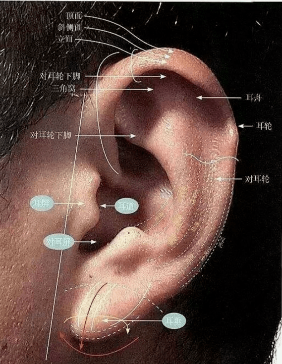 刘老师会通过专业图解的方式来阐述人物耳朵的组成