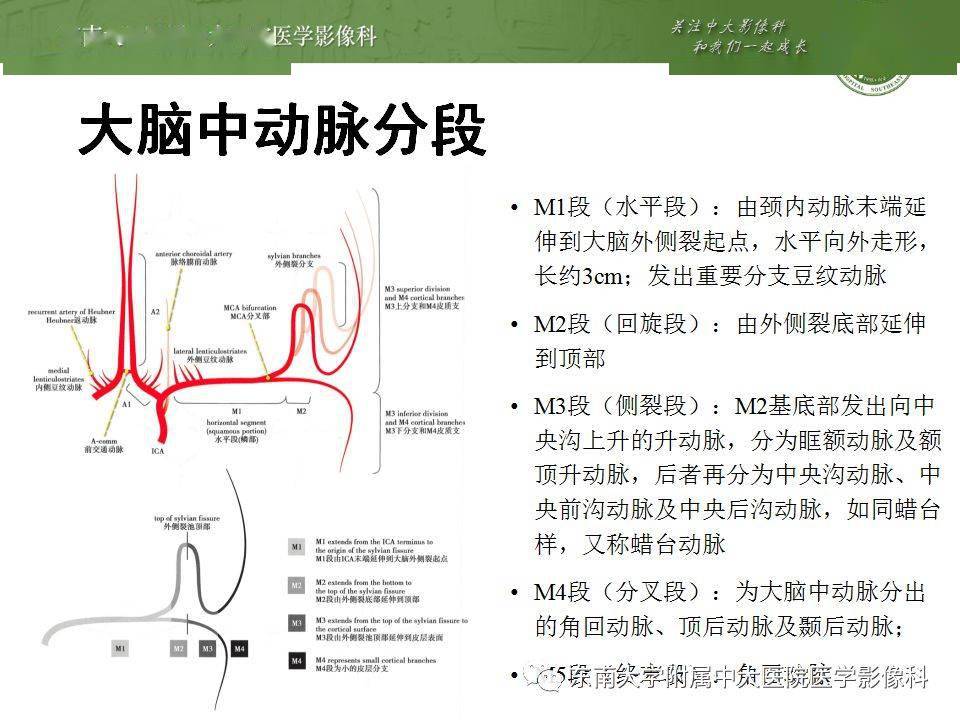 解剖| 头部血管解剖及willis环常见变异