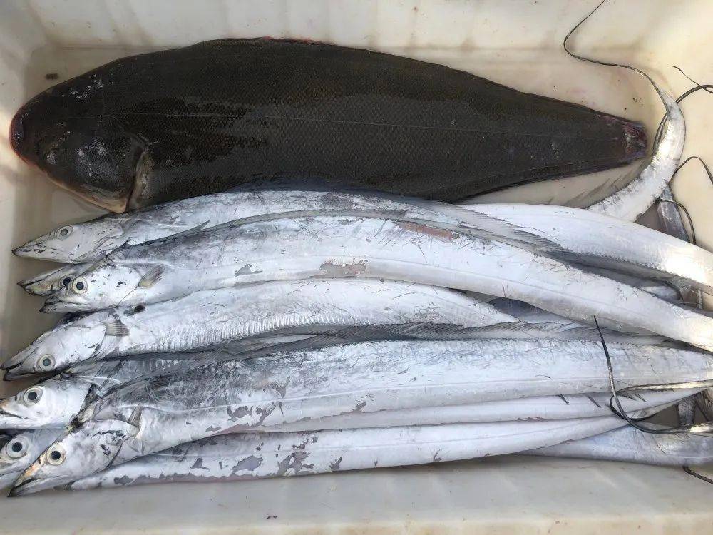 螃蟹|威海海鲜价格这样，快吃起来国庆假期