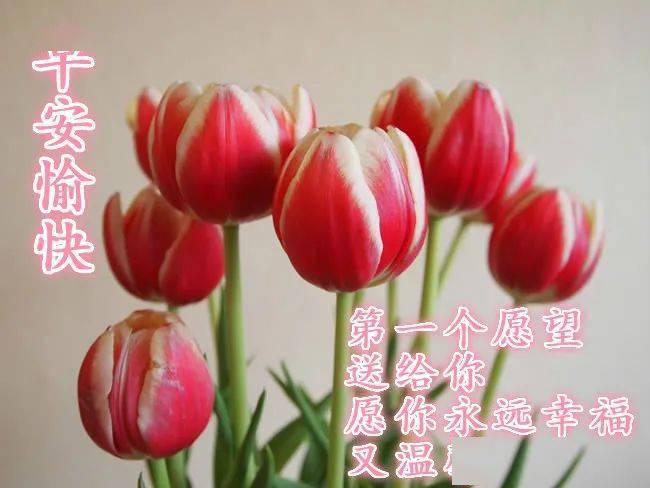 早上好最美鲜花图片带字问候 早上好的第一声祝福