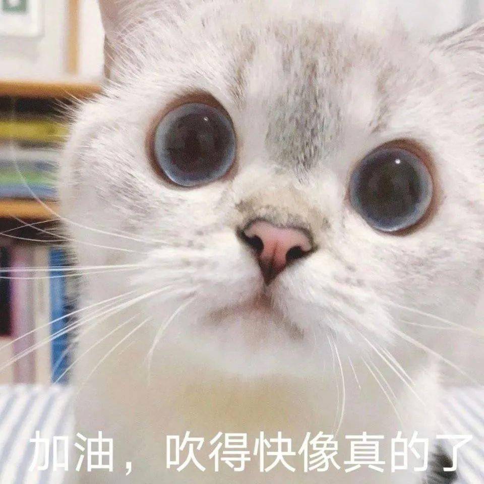 网红猫咪猫咪臭娜娜表情包八