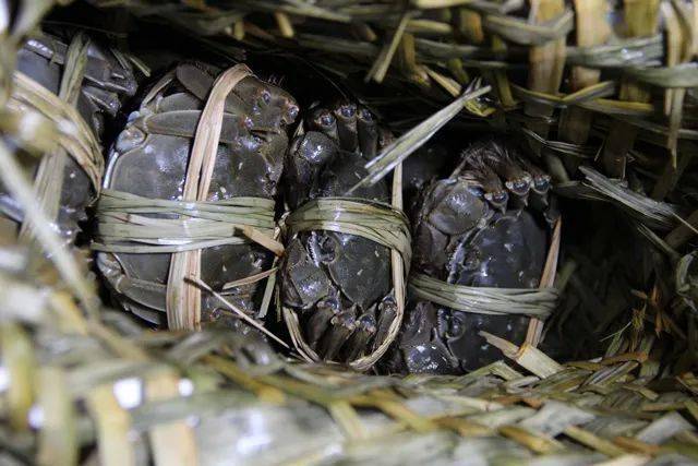 所有人|阳澄湖大闸蟹可以提现货啦~@所有人