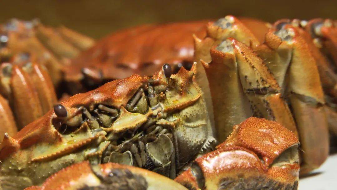 所有人|阳澄湖大闸蟹可以提现货啦~@所有人