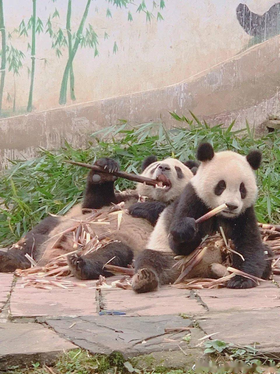 数百人热潮涌动，上海交大鹿群引爆校园狂欢