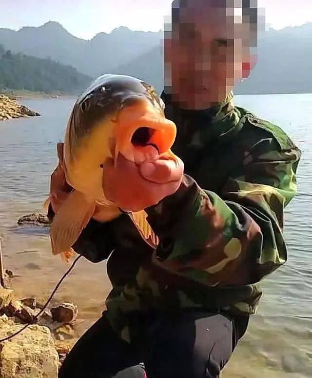 影响|共分为三个步骤钓大鱼的老玉米窝料制作方法