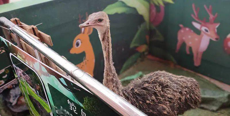 怎么养小黄鸭在家 d8af2643565f460288f2c0eb2df78563.jpeg