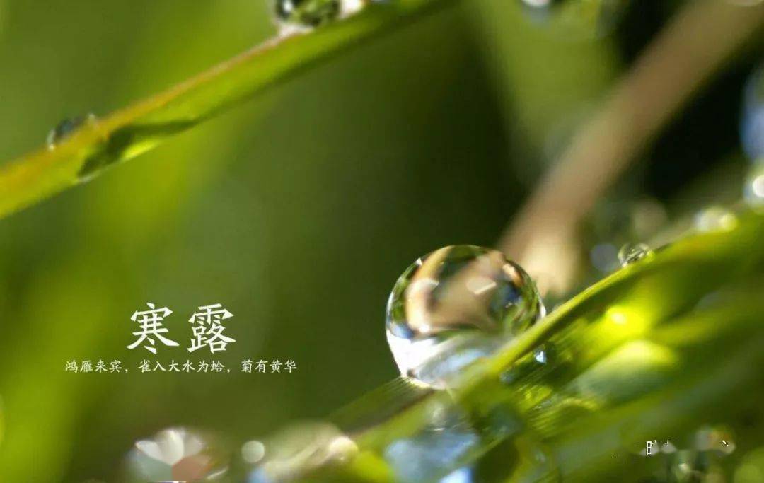 二十四节气|唐·元稹:寒露九月节