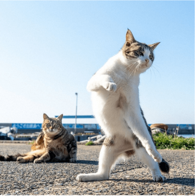 可能正因为是街头的猫咪,才能拍出这种洒脱感,没有内种搞笑的感觉.