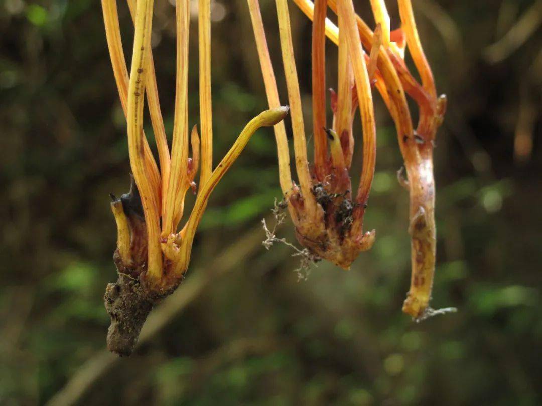 野菰| 神奇的寄生植物
