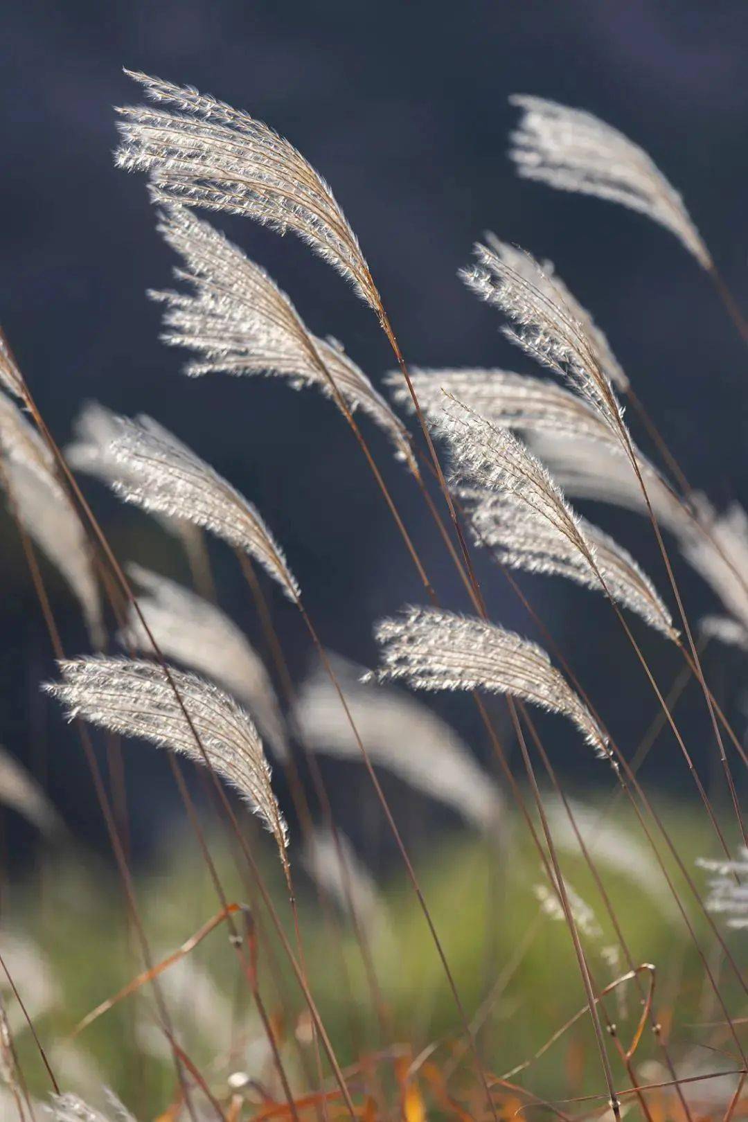 中国传统二十四节气 | 今日【寒露】秋深露重,心怀暖阳