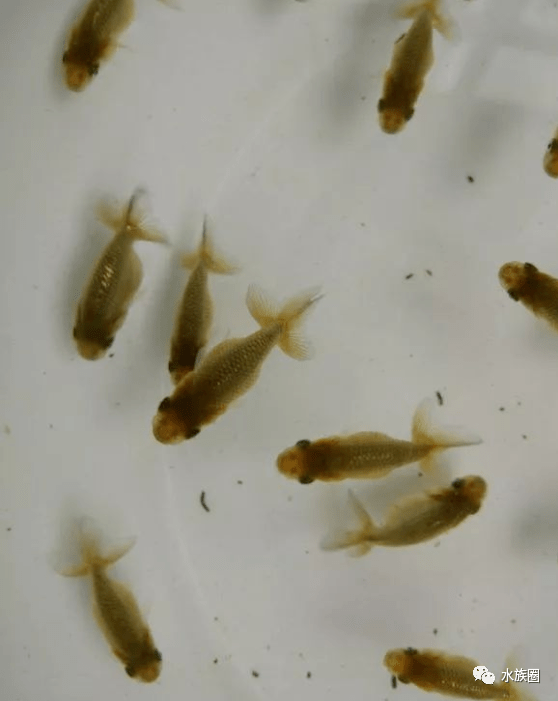 鱼多久会繁殖 646cd1bdbd9f4c9bb6ad000b3098c10b.png