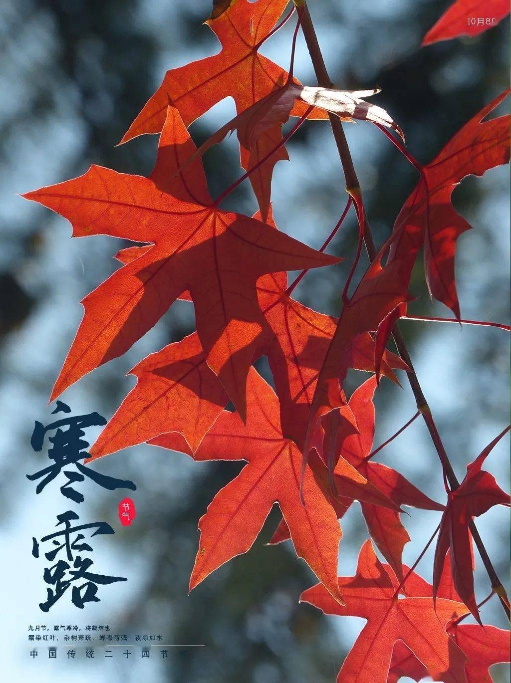 寒露| 晨早洦塘腾雾气 袅袅轻盈舞逸上