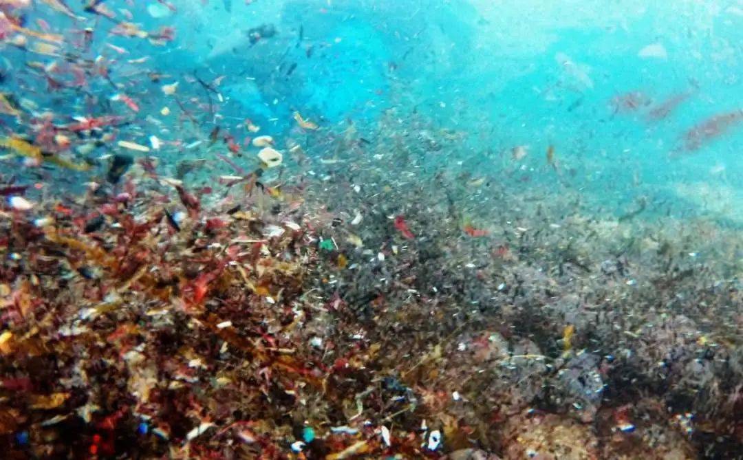 澳科研机构:深海微塑料污染更严重 预计是海洋表面的2倍