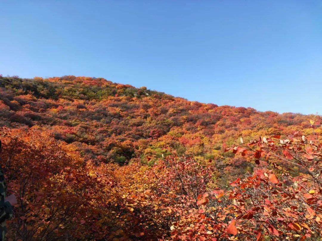 倾心聆听 | 深秋与佛照山之间的小秘密