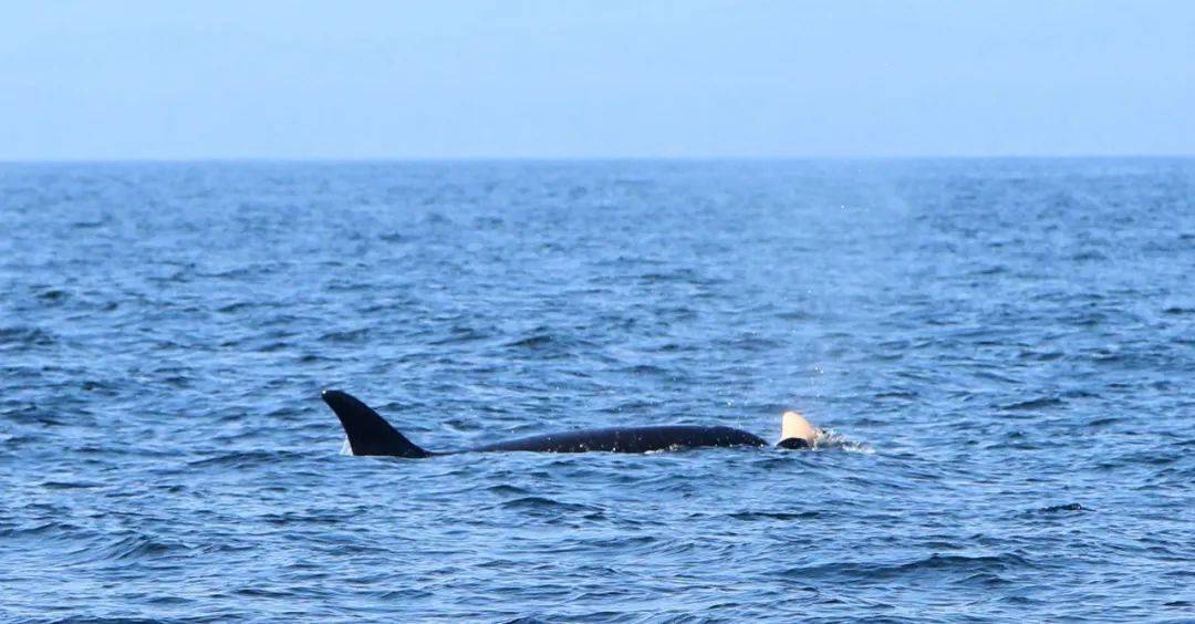 宝宝|17天走了1600公里，两年后又怀孕了……她托着尸体
