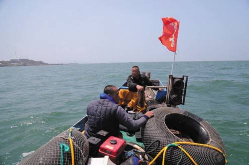 中老年人|海参消费主体是中老年人和体弱者