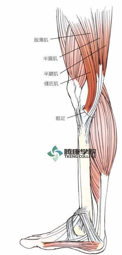 膝闻乐见影响膝关节功能的重要肌肉