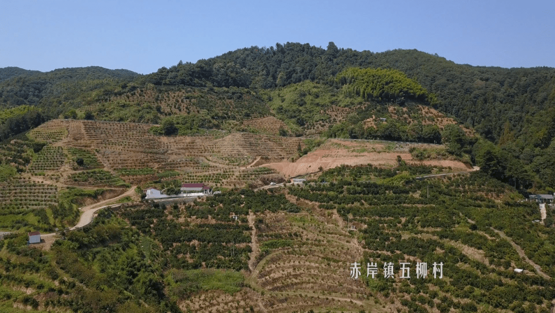 义乌这个村800亩桔林迎来大丰收_五柳村