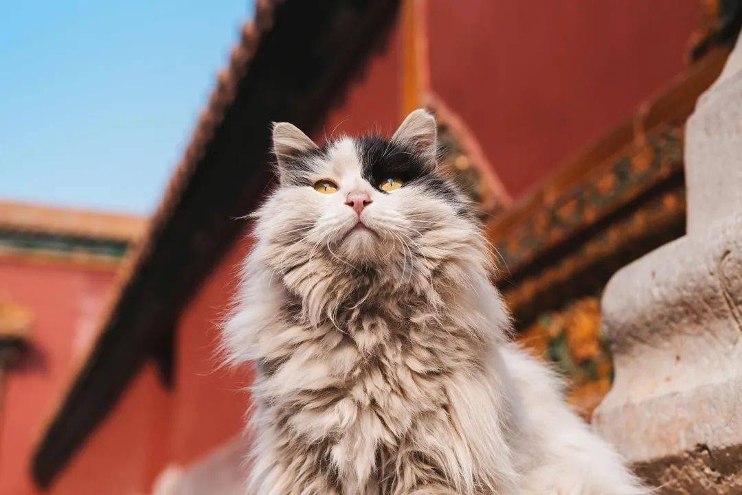 在北京故宫当一只小猫咪是什么体验?