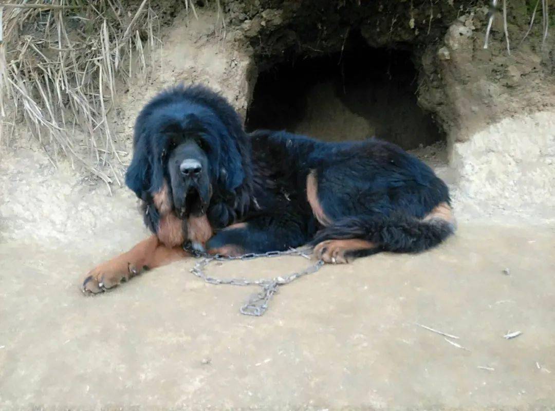 藏獒智商排名_狗狗智商排名