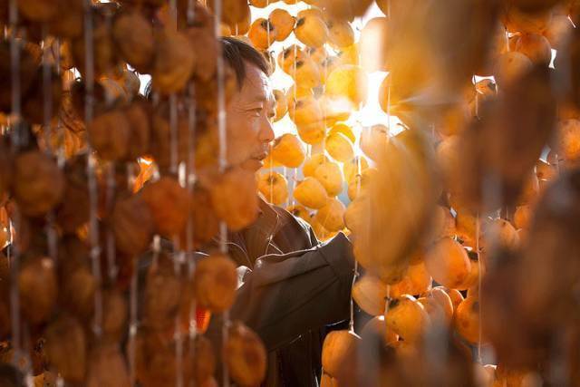 唐人段|柿子红了！柿柿如意！